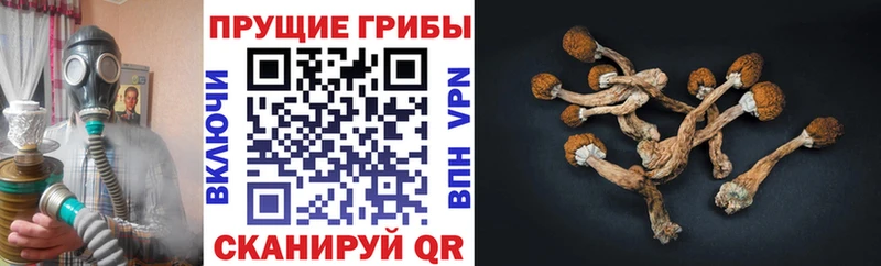 Псилоцибиновые грибы ЛСД Борзя